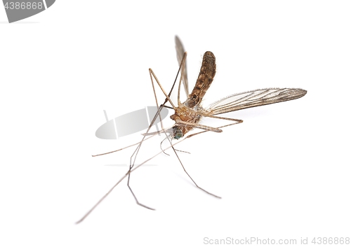Image of Mosquito dead on white surface