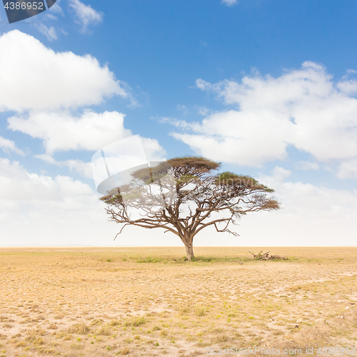 Image of Solitary acacia tree in African savana plain in Kenya.