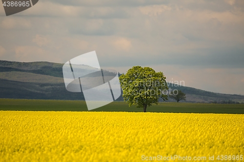 Image of Rapeseed field landscape