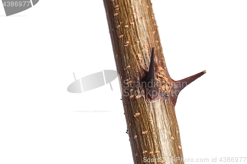 Image of Thorns of a plant