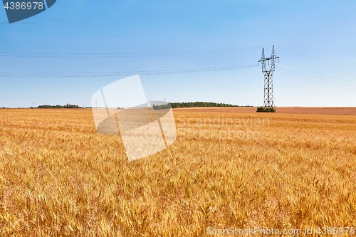 Image of Wheat field detail