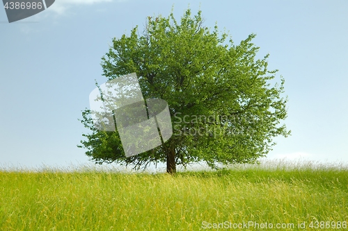 Image of Tree on a field