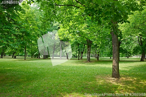 Image of Green trees in a park