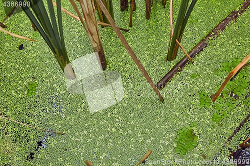 Image of Water surface with plants