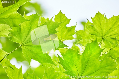 Image of Green Leaves Background