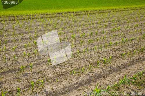 Image of Agricultural field with plants