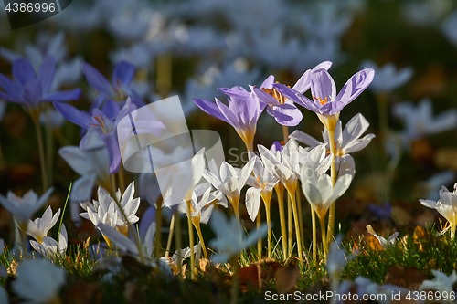 Image of Flowers in breeze