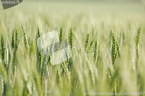 Image of Wheat field closeup