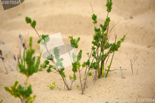 Image of Small plant seedling