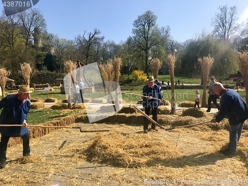 Image of Elderly men are demonstrating how grain was threshed manually on a farm in ancient times