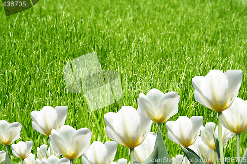 Image of Tulips