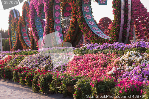 Image of Dubai miracle garden