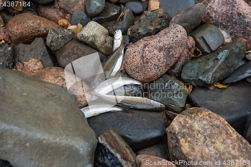 Image of caught grayling fish