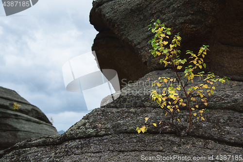 Image of Tree on the rocks