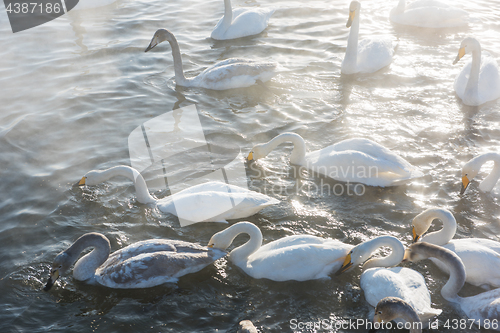 Image of Beautiful white whooping swans