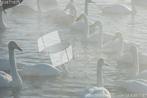 Image of Beautiful white whooping swans