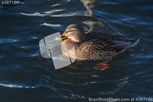 Image of Duck swimming in lake