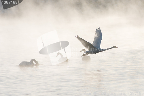 Image of Beautiful white whooping swans