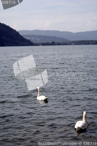 Image of Swan