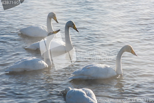 Image of Beautiful white whooping swans