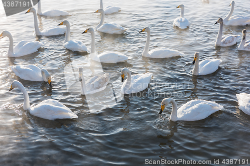 Image of Beautiful white whooping swans