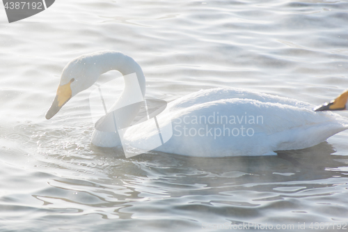 Image of Beautiful white whooping swans