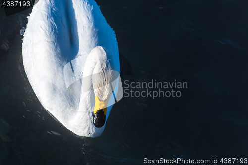 Image of Beautiful white whooping swans