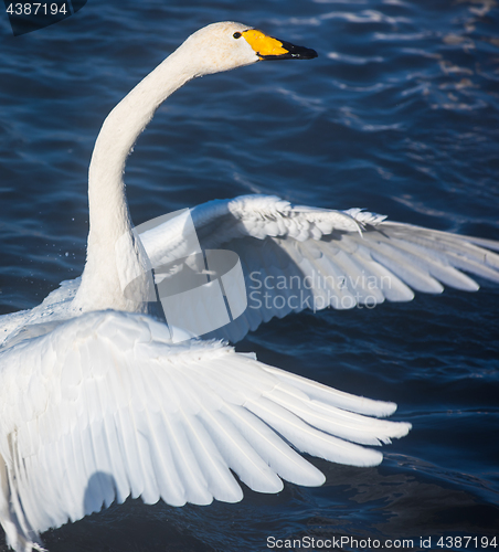 Image of Beautiful white whooping swans