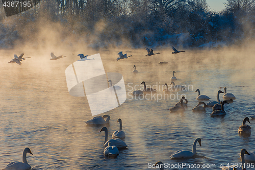 Image of Beautiful white whooping swans