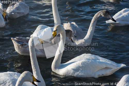 Image of Beautiful white whooping swans