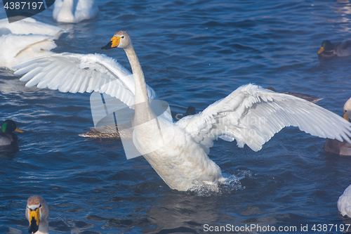 Image of Beautiful white whooping swans