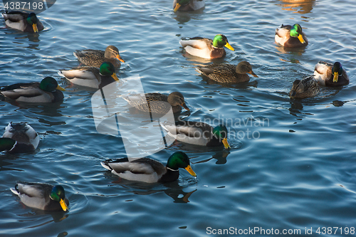 Image of Duck swimming in lake