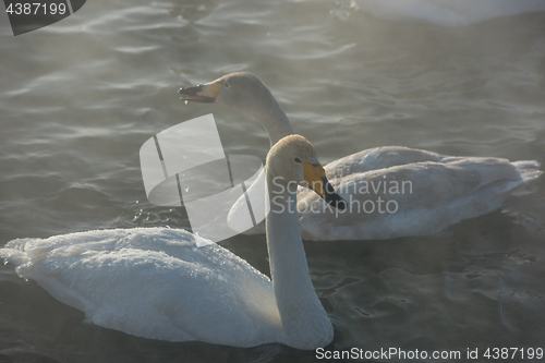 Image of Beautiful white whooping swans