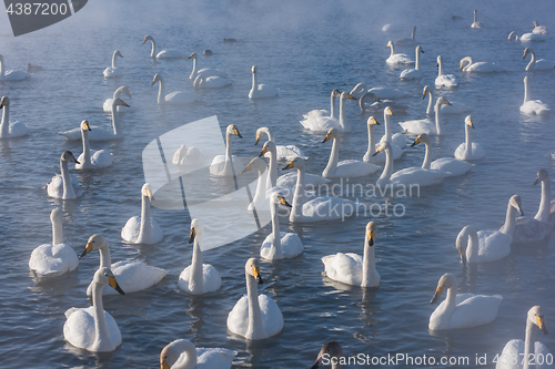 Image of Beautiful white whooping swans