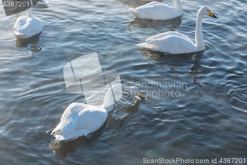 Image of Beautiful white whooping swans