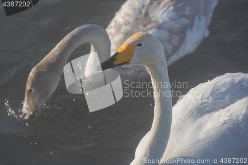 Image of Beautiful white whooping swans