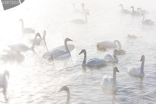 Image of Beautiful white whooping swans