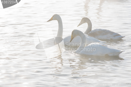 Image of Beautiful white whooping swans