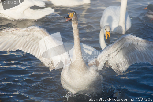 Image of Beautiful white whooping swans