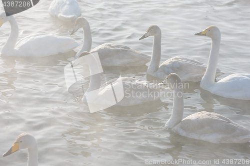 Image of Beautiful white whooping swans