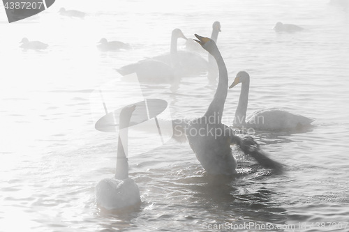 Image of Beautiful white whooping swans