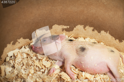 Image of Cute and sleeping little pig in