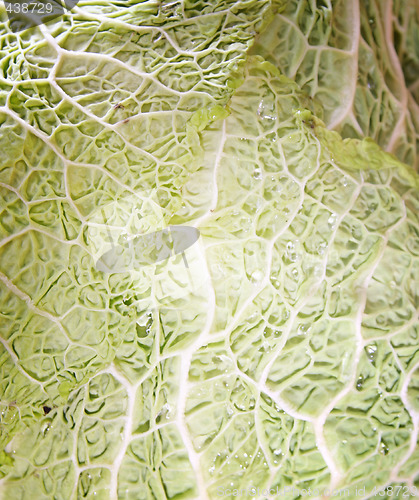Image of Green cabbage vegetable