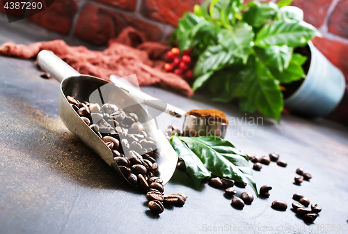 Image of coffee beans