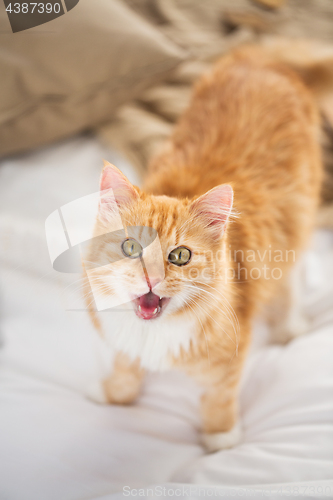 Image of red tabby cat mewing in bed at home