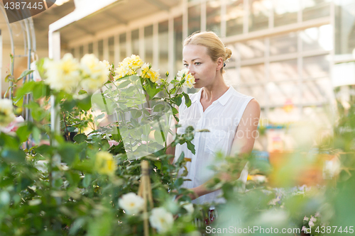 Image of Beautiful female customer holding and smelling blooming yellow potted roses in greenhouse.