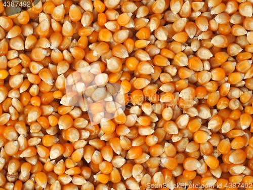 Image of Corn background