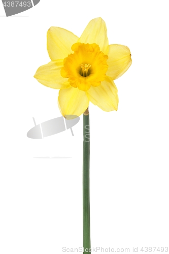 Image of Daffodil on white