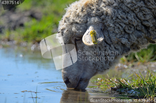 Image of Sheep drinking water 