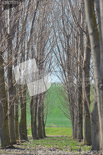 Image of Forest trees tunel 